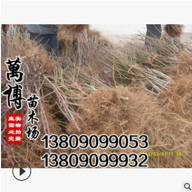 批發(fā) 嫁接桃樹大苗 水蜜桃 冬桃 黃桃 當年結(jié)果 適合南北方種植