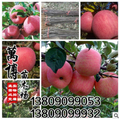 批發(fā) 果樹 果樹苗 蘋果苗 蘋果樹苗 紅富士蘋果當年結(jié)果包成活