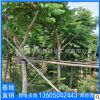臺(tái)灣欒樹(shù)移植苗木批發(fā) 廠家直銷(xiāo)喬木 行道庭院園林景觀工程綠化