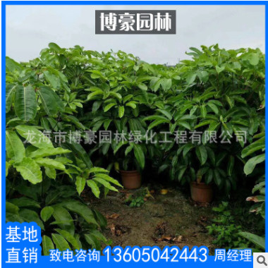 昆士蘭傘木福建廠家直銷批發 大葉傘苗木澳洲鴨腳木園林綠化工程