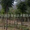 長期供應移栽叢生樸樹 叢生樸樹小苗 量大從優