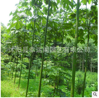 基地苗木梧桐 工程綠化 優(yōu)質(zhì)法桐 批發(fā)8-20公分法桐