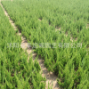 龍柏小苗 龍柏苗園林綠化工程基地直銷量大優惠龍柏苗批