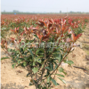批發庭院綠化植物樹苗 紅葉石楠苗球量大從優 規格齊全