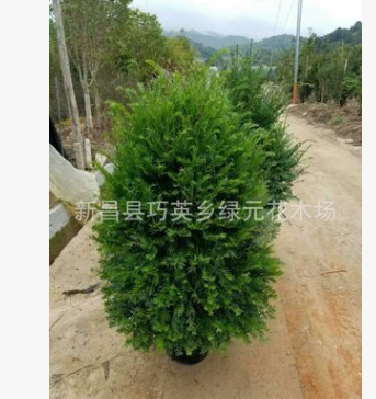 紅豆杉球形、柱形、塔形、及其它樹1到20公分