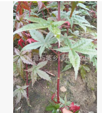 基地直銷紅楓、日本紅楓、中國(guó)紅楓、常年紅、黃金楓、赤楓等