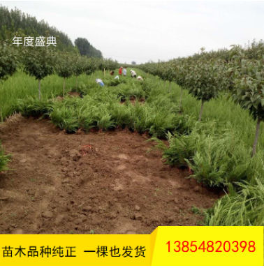 批發(fā)龍柏 工程道路綠化用 常青地栽龍柏樹