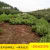 批發(fā)龍柏 工程道路綠化用 常青地栽龍柏樹