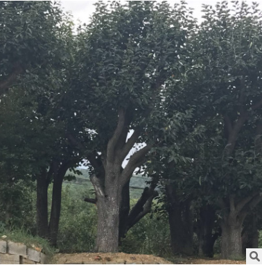 園藝場(chǎng)出售柿子樹(shù)南北方種植帶土球發(fā)貨土壤適應(yīng)強(qiáng)柿子樹(shù)