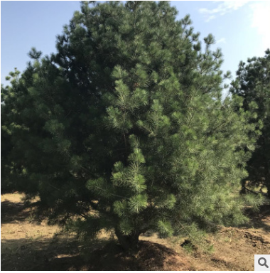長期種植出售3米白皮松帶土球發(fā)貨土壤適應(yīng)強(qiáng)工程綠化3米白皮松