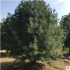 長期種植出售3米白皮松帶土球發貨土壤適應強工程綠化3米白皮松