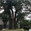 園藝場批發(fā)國槐帶土球保濕發(fā)貨道路綠化工程綠化根系發(fā)達國槐