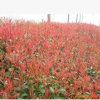 供應(yīng)紅葉小波，金葉女貞，紅葉石楠，紅王字錦帶，