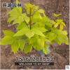 批發(fā)金葉白蠟樹苗 園林綠化 苗木批發(fā) 量大優(yōu)惠 規(guī)格齊全