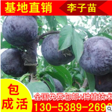 大量供應三公分李子樹苗 黑寶石李子苗批發(fā) 秋姬李子樹苗現(xiàn)貨出售