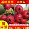 五公分山楂樹苗現(xiàn)貨供應(yīng) 大金星山楂小苗批發(fā) 個大高產(chǎn)山楂苗子