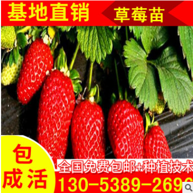 山東 園藝場批發(fā)自產(chǎn)自銷地栽草莓苗 不同年份 草莓種苗