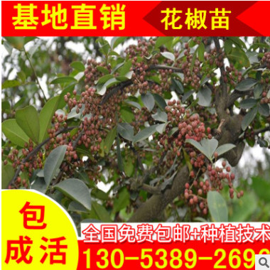 花椒苗子現(xiàn)貨大量批發(fā) 優(yōu)惠價格銷售一年生花椒苗子 無刺花椒樹苗