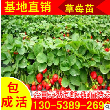 露地豐產(chǎn)草莓苗 大棚專用草莓苗 脫毒殺菌無公害草莓苗指導 章姬