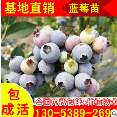 萊克西藍莓樹苗現(xiàn)貨大量供應 五年藍莓大苗批發(fā) 大型藍莓樹苗基地