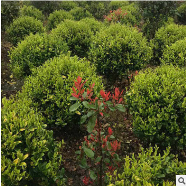 基地直銷批發茶花樹茶花球常綠灌木 規格齊全 地栽