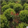 基地直銷批發茶花樹茶花球常綠灌木 規格齊全 地栽
