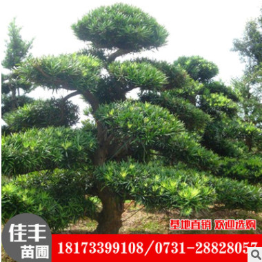 供應羅漢松批發 基地直銷羅漢松樹 大型羅漢松全網特價