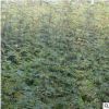 大量批發大紅袍花椒苗 九葉青花椒小苗 掛果率高花椒苗 歡迎考察