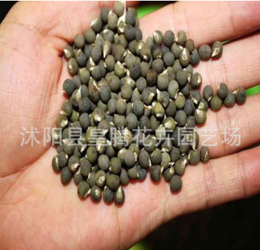 批發最新種子 楊貴妃黃秋葵種子 陽臺盆栽蔬菜 補腎菜 綠秋葵種子