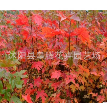 批發美國紅楓樹苗行道樹綠化苗木紅楓小苗秋火焰