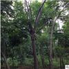 欒樹小苗 工程園林綠化苗木 欒樹樹苗廠家推薦熱銷 規格齊全