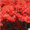 批發(fā)供應濕地綠化用紅楓品種 常綠喬木 高質(zhì)量紅楓 量大優(yōu)惠