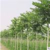廠家直銷常綠喬木優(yōu)質(zhì)臭椿苗木 各種綠化樹苗園林植物