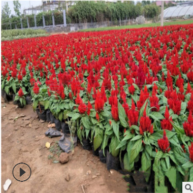色彩造型雞冠花 一支筆雞冠花價(jià)格 青州世紀(jì)紅雞冠花優(yōu)惠價(jià)供應(yīng)