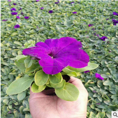 盆栽矮牽牛上市 矮牽?；缟守S富 青州時令草花批發市場