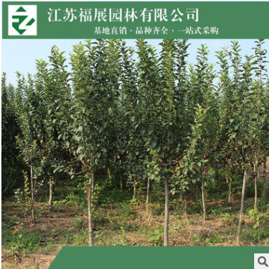 西府海棠 庭院綠化苗木 西府海棠小苗基地直銷