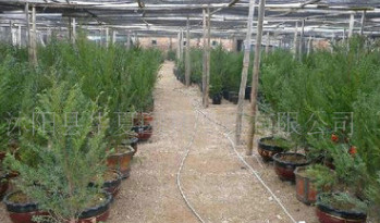 大量出售東北紅豆杉苗高120公分左右120元 其它規格和紅豆杉種子