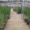 大量出售東北紅豆杉苗高120公分左右120元 其它規格和紅豆杉種子