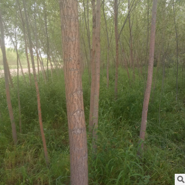 廠家批發(fā)柳樹 旱柳柳樹苗 公園綠化樹苗 綠化工程喬木胸徑6-7公分