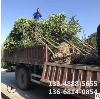 批發桂花樹 桂花樹大樹 供應征地桂花樹成都桂花樹