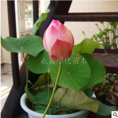 當(dāng)年開(kāi)花 迷你碗蓮種根 種藕 碗蓮根塊 顏色品種齊全