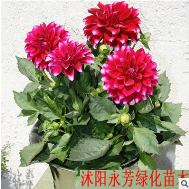 大麗花種球 球根花卉 地瓜花球根 帶根發(fā)貨