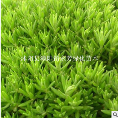 多肉植物 佛甲草錦 室內(nèi)桌面迷你盆栽 防輻射 量大從優(yōu)