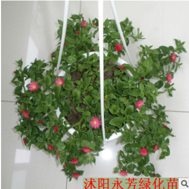 牡丹吊蘭 室內(nèi)\辦公室 綠色植物盆栽 桌面花卉 防輻射 有氧盆栽