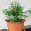 帶果實發(fā)貨 曼地亞紅豆杉樹苗 盆栽紅豆杉小苗 凈化空氣 易成活