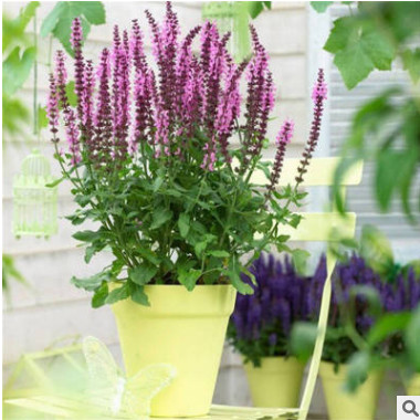 彩包香草種子 花園鼠尾草種子 又稱(chēng)普通鼠尾草/庭園鼠尾草 約30粒