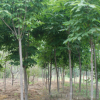基地供應綠化工程苗木 七葉樹 七葉樹小苗 行道樹 規(guī)格齊全