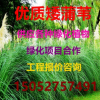 優(yōu)質矮蒲葦 矮蒲葦 全國大量供應各種水生植物