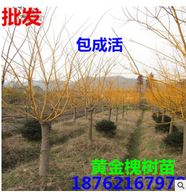 批發(fā)黃金槐 嫁接 金絲槐樹苗 小苗23456公分南北方種植庭院種子