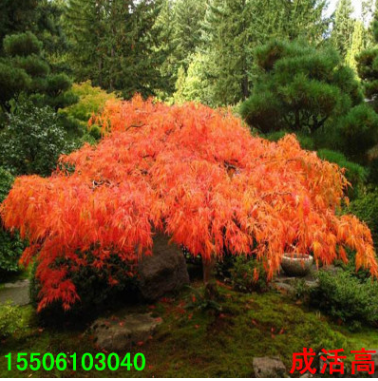 批發 羽毛楓小苗金葉楓樹苗日本紅楓苗美國紅楓紅舞姬盆栽南北方